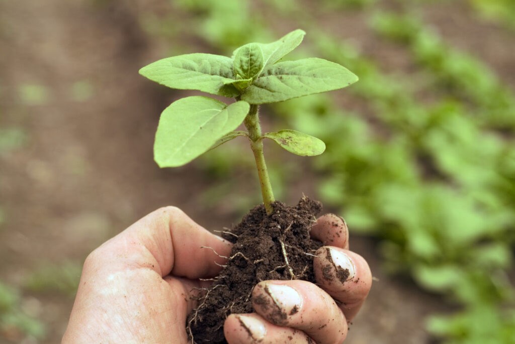 iStock_000000667018_Large